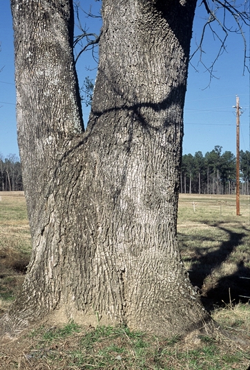 {Fraxinus pennsylvanica}